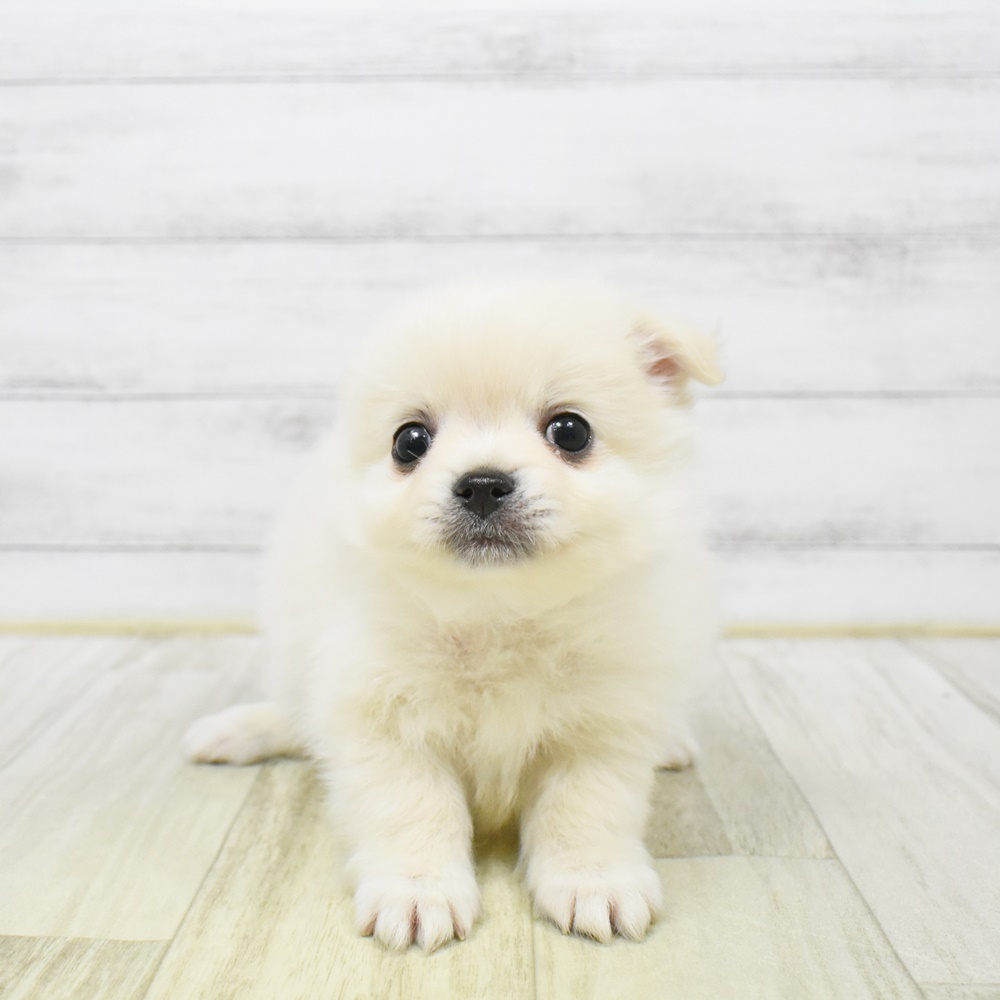 愛知県のポメチワ/チワポメ/ポメチー(ポメラニアン×チワワ) (犬の家＆猫の里岡崎店/2026年1月4日生まれ/男の子/クリーム)の子犬