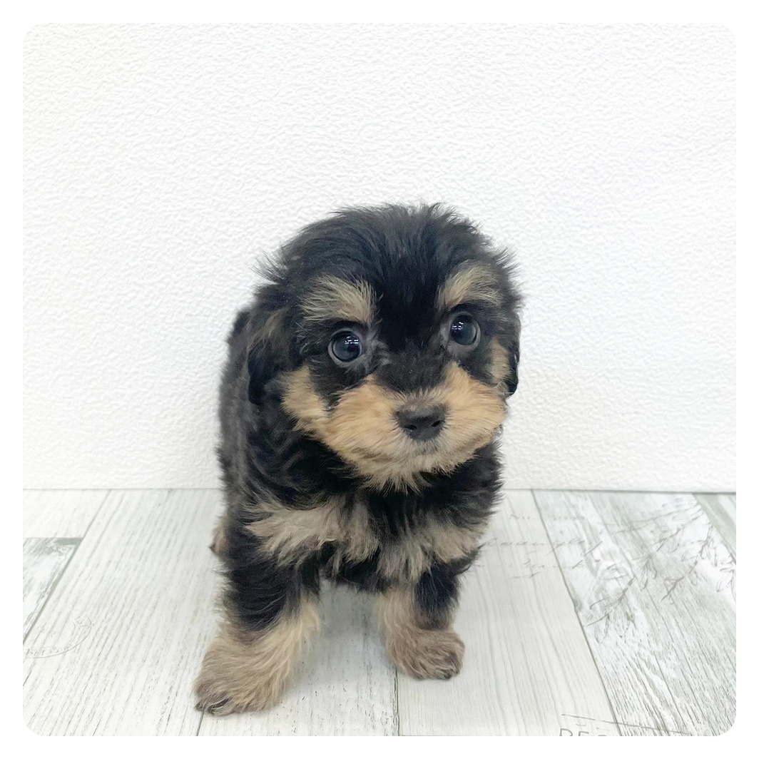 福岡県のダップー(ダックス×プードル) (犬の家＆猫の里くりえいと宗像店/2026年1月6日生まれ/男の子/ブラックタン)の子犬の2枚目の画像