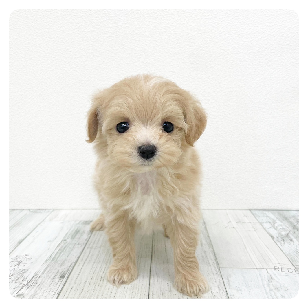 福岡県のマルプー(マルチーズ×プードル) (犬の家＆猫の里くりえいと宗像店/2026年1月2日生まれ/女の子/クリーム)の子犬の3枚目の画像