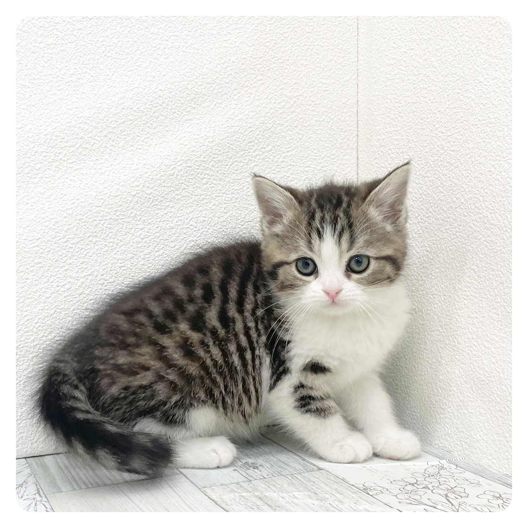 福岡県のスコティッシュフォールド (犬の家＆猫の里くりえいと宗像店/2026年1月3日生まれ/女の子/ブラウンパッチドタビーホワイト)の子猫の2枚目の画像
