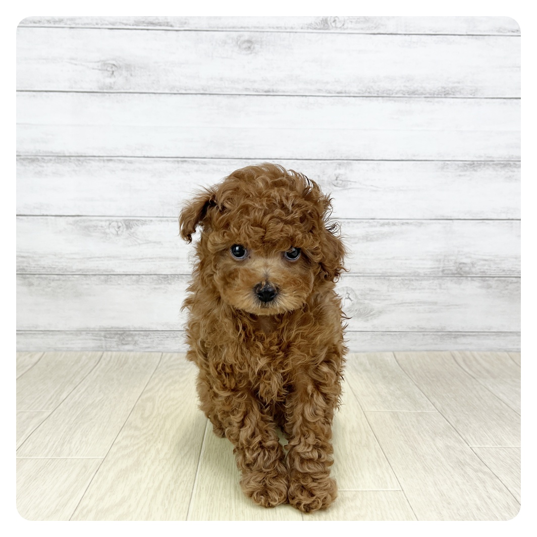 愛知県のトイプードル(トイ) (犬の家＆猫の里一宮店/2026年1月7日生まれ/女の子/レッドフォーン)の子犬