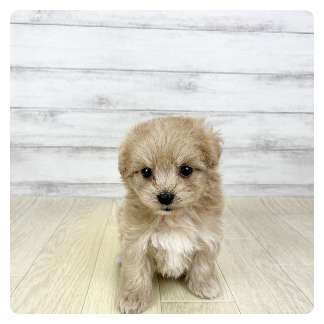 愛知県のマルプー(マルチーズ×プードル) (犬の家＆猫の里一宮店/2026年1月7日生まれ/女の子/アプリコット)の子犬の2枚目の画像