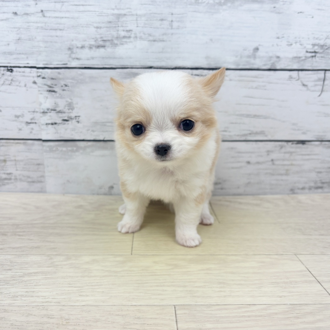 チワワ（ロング）女の子の写真