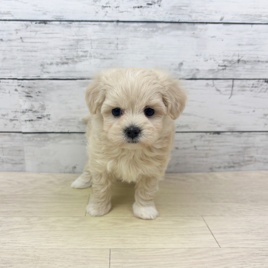 2026年1月7日生まれのマルプー(マルチーズ×プードル)