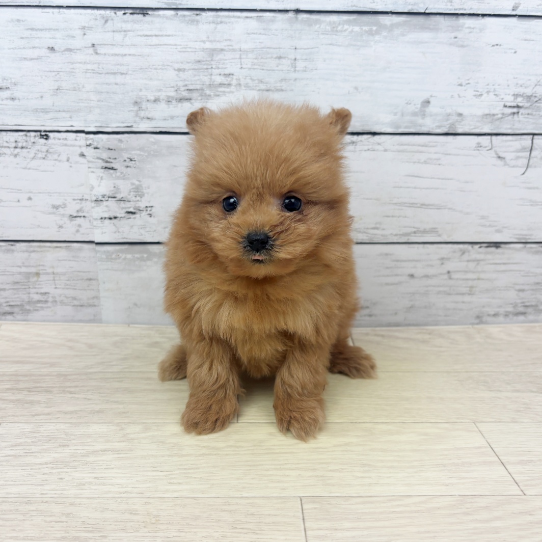 2026年1月7日生まれのポメプー(ポメラニアン×プードル)