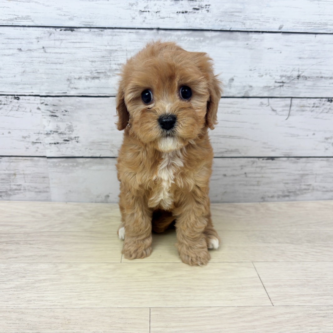 2026年1月8日生まれのキャバプー(キャバリア×プードル)