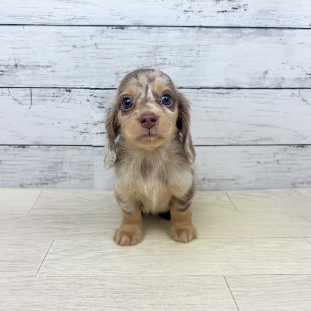 滋賀県のミニチュアダックスフンド(ロング) (犬の家＆猫の里近江八幡店/2026年1月5日生まれ/男の子/ブラウンダップル)の子犬