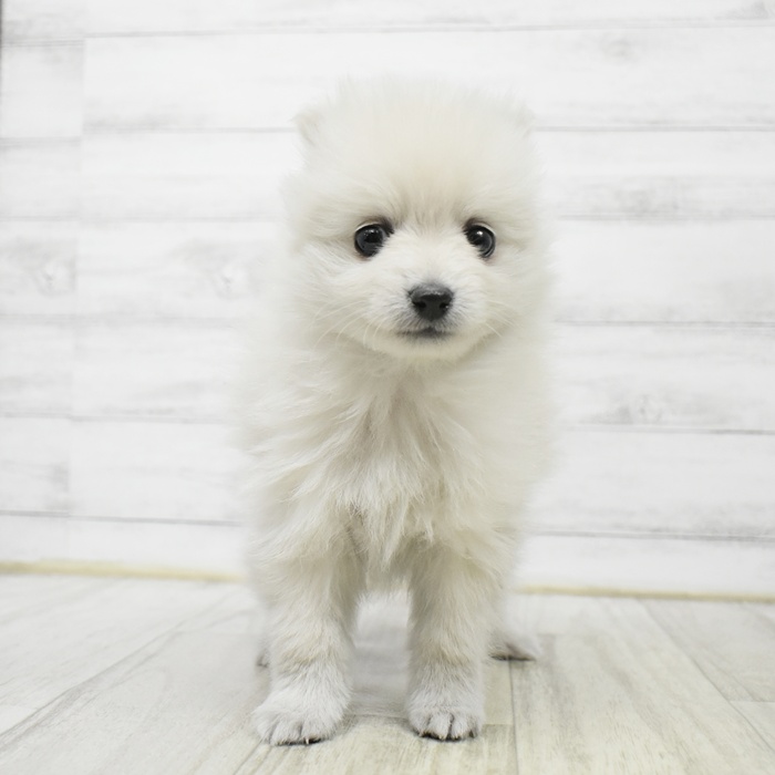 静岡県のポメラニアン (犬の家＆猫の里プレ葉ウォーク浜北店/2026年1月7日生まれ/男の子/クリーム)の子犬