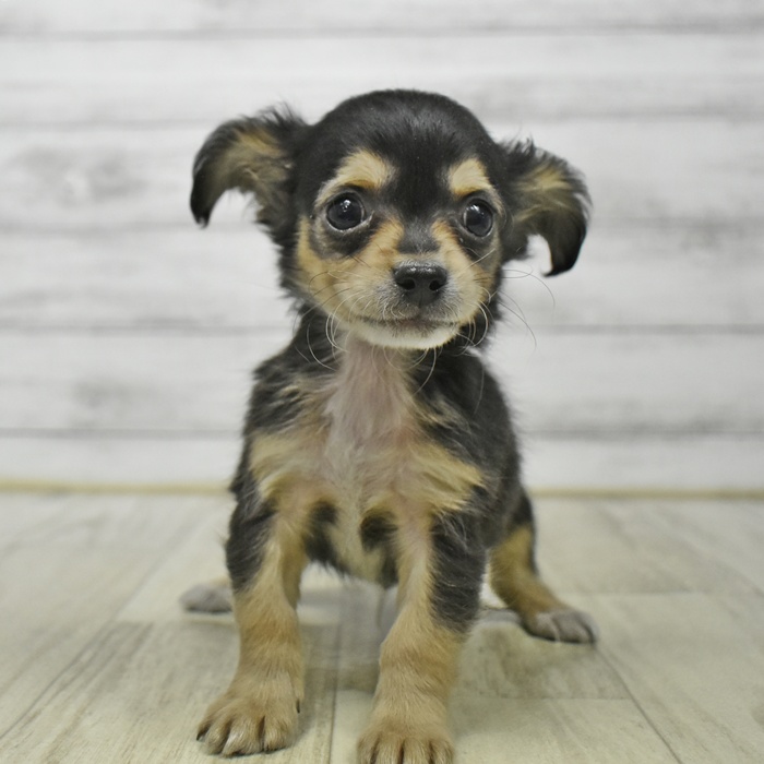 愛知県のチワックス(チワワ×ダックス) (犬の家＆猫の里岡崎店/2026年1月8日生まれ/男の子/ブラックタン)の子犬