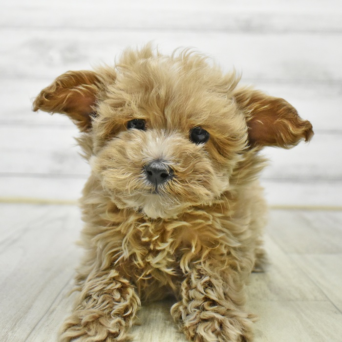 神奈川県のマルプー(マルチーズ×プードル) (犬の家＆猫の里小田原店/2026年1月7日生まれ/男の子/アプリコット)の子犬