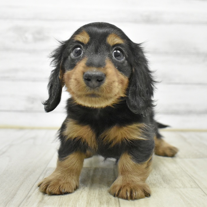 神奈川県のミニチュアダックスフンド(ロング) (犬の家＆猫の里小田原店/2026年1月7日生まれ/男の子/ブラックタン)の子犬