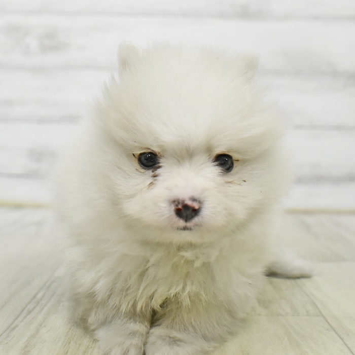 ハーフ犬男の子の写真