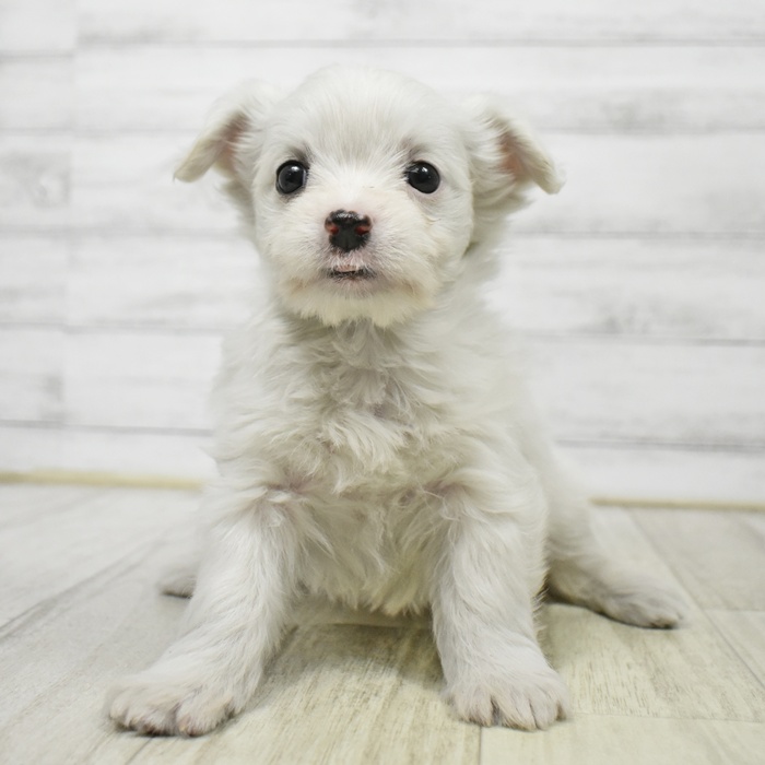 岐阜県のチワマル/マルチワ(チワワ×マルチーズ) (犬の家＆猫の里中津川店/2026年1月8日生まれ/女の子/ホワイト)の子犬