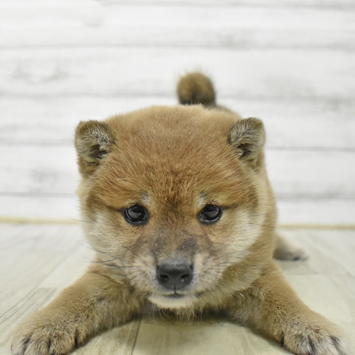 愛知県の柴犬(標準サイズ) (犬の家＆猫の里一宮店/2026年1月8日生まれ/女の子/赤)の子犬