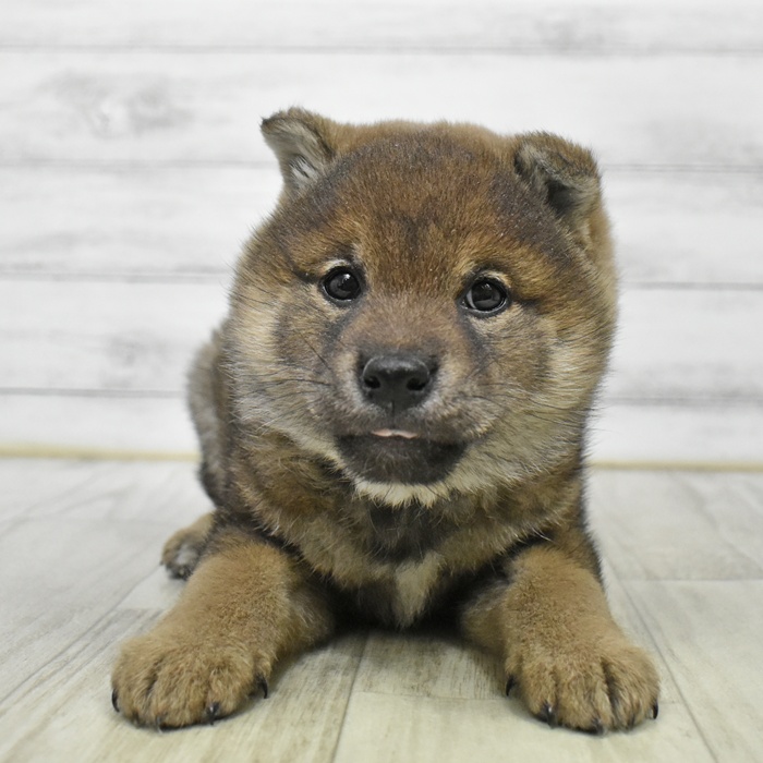 愛知県の柴犬(標準サイズ) (犬の家＆猫の里碧南店/2026年1月8日生まれ/男の子/赤)の子犬