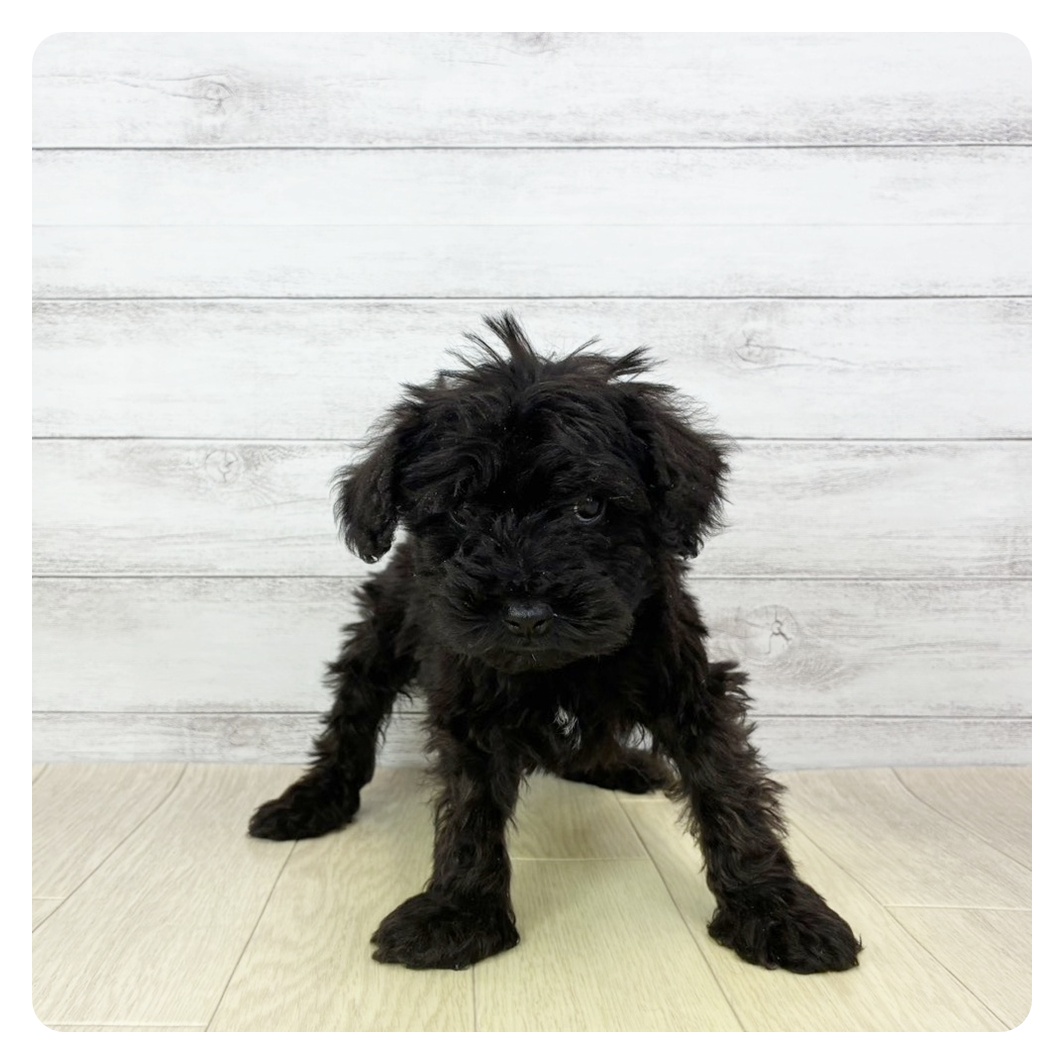 2026年1月8日生まれのシュナプー(シュナウザー×プードル)