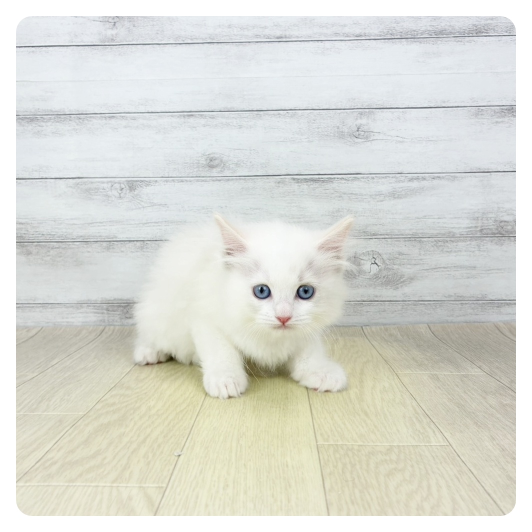 愛知県のラグドール (犬の家＆猫の里春日井本店/2026年1月8日生まれ/女の子/ブルークリームポイントバイカラー)の子猫