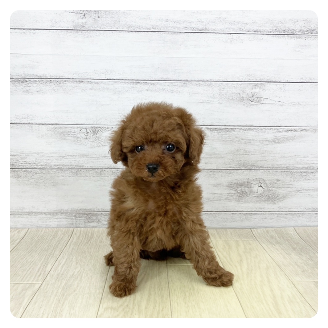 2026年1月9日生まれのトイプードル(トイ)