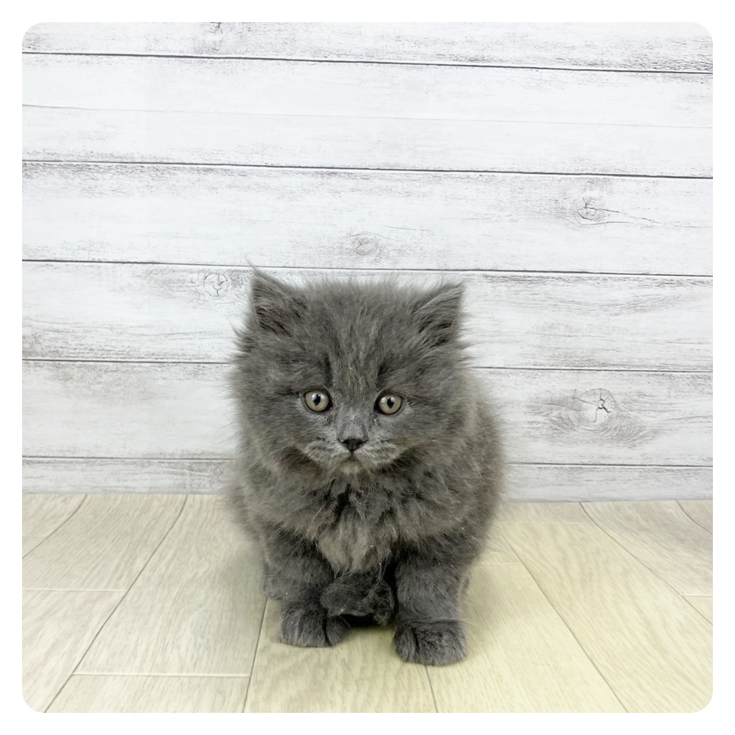 愛知県のスコティッシュフォールド (犬の家＆猫の里春日井本店/2026年1月7日生まれ/男の子/ブルー)の子猫