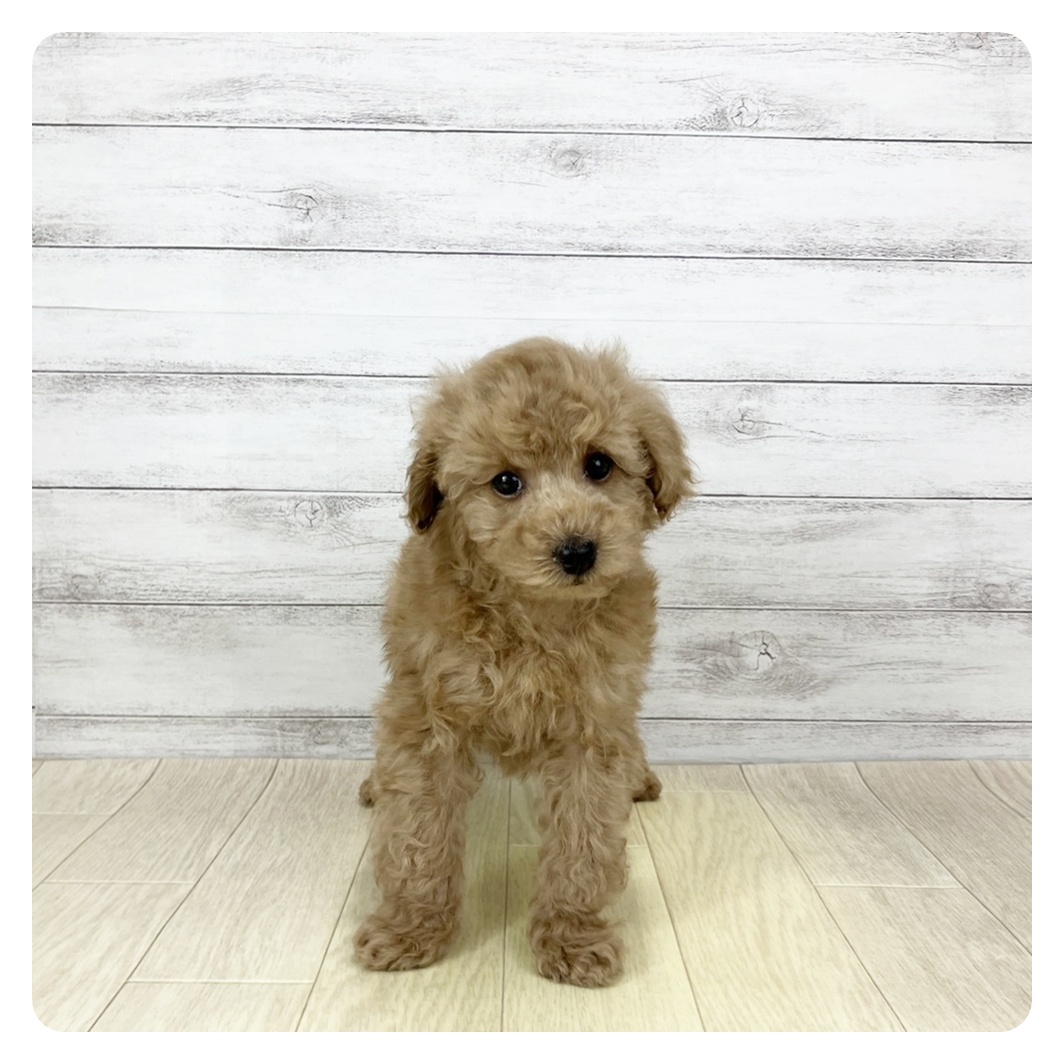 2026年1月7日生まれのトイプードル(トイ)