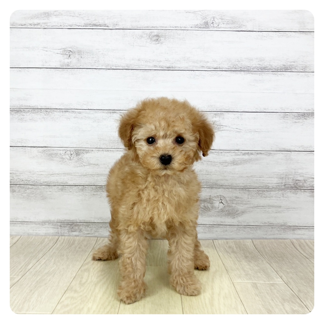 2026年1月7日生まれのトイプードル(トイ)