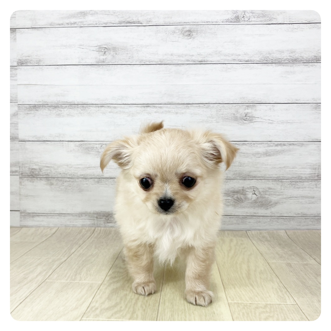 2026年1月5日生まれのチワワ(ロング)