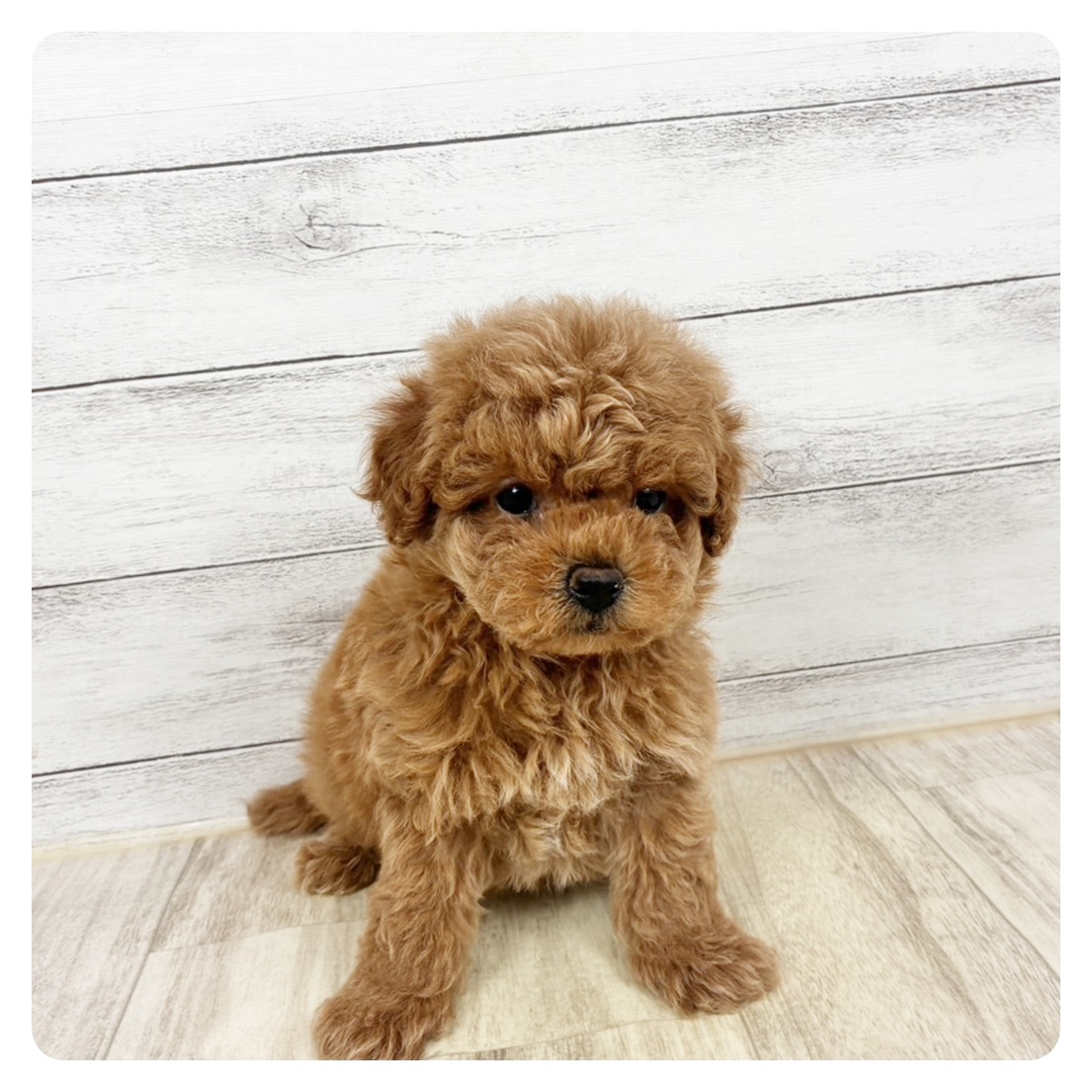 2026年1月9日生まれのトイプードル(トイ)