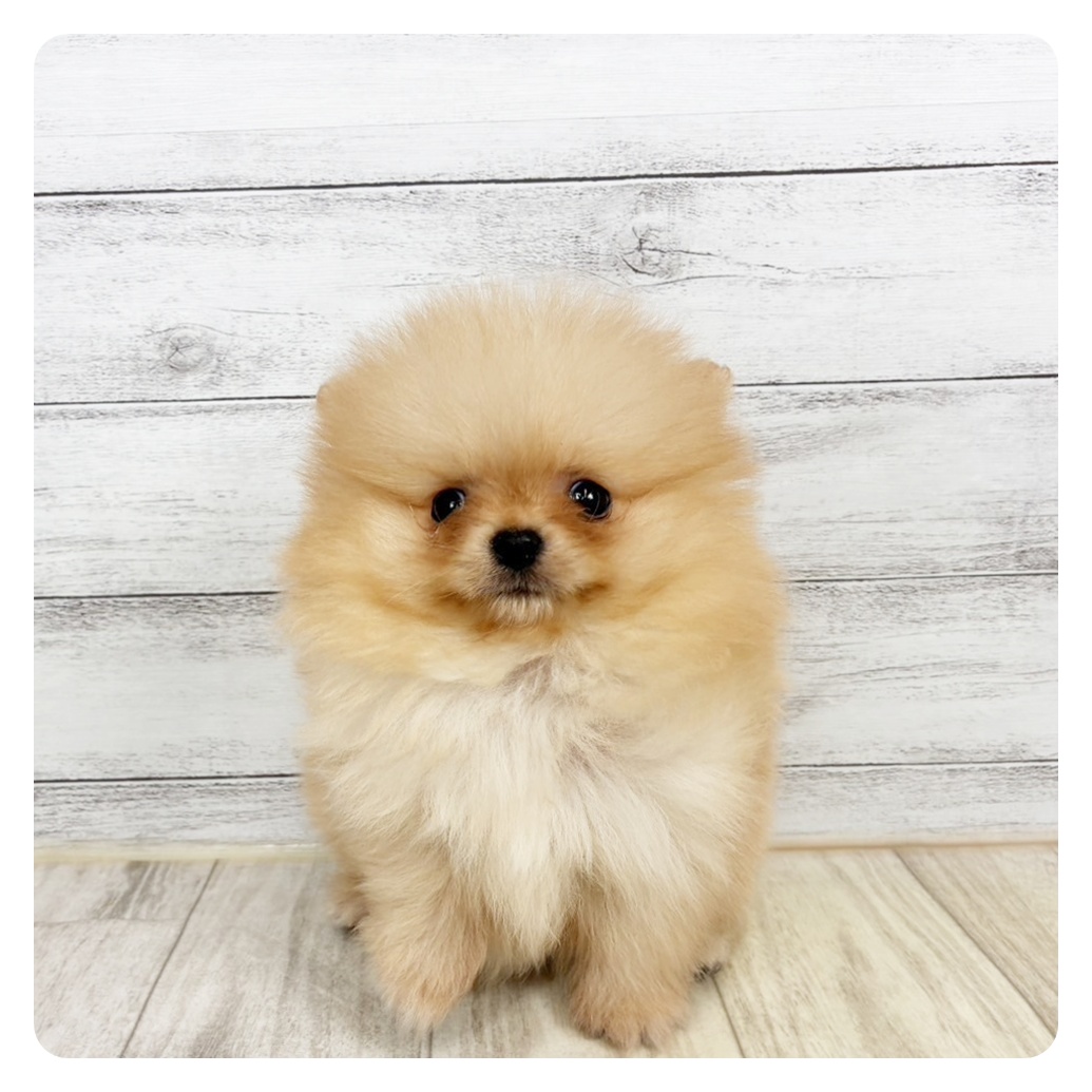 2026年1月1日生まれのポメラニアン