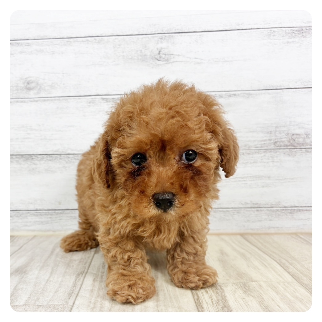 2026年1月9日生まれのトイプードル(トイ)