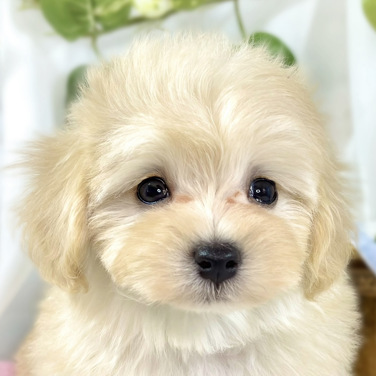 岐阜県のマルプー(マルチーズ×プードル) (犬の家＆猫の里中津川店/2026年1月5日生まれ/女の子/クリーム)の子犬