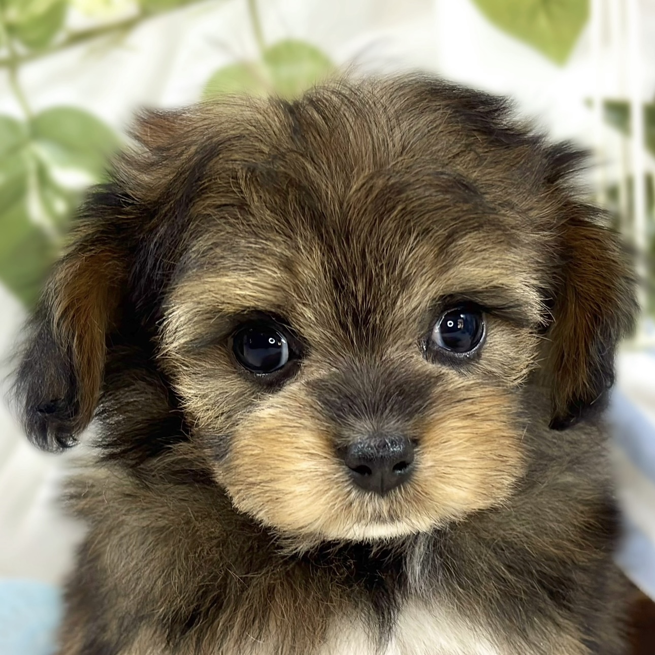 愛知県のチワプー/プーチー(チワワ×プードル) (犬の家＆猫の里七宝店/2026年1月5日生まれ/女の子/セーブル)の子犬