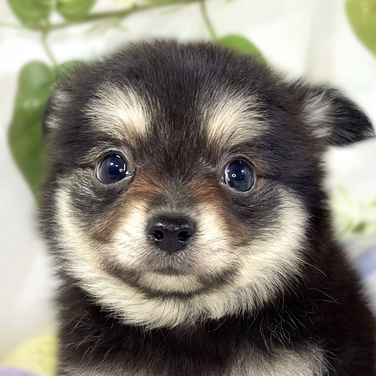 ハーフ犬男の子の写真