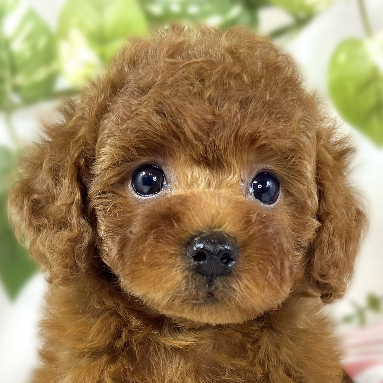 愛知県のトイプードル(トイ) (犬の家＆猫の里MiO香久山店/2026年1月10日生まれ/女の子/レッドフォーン)の子犬の1枚目の画像