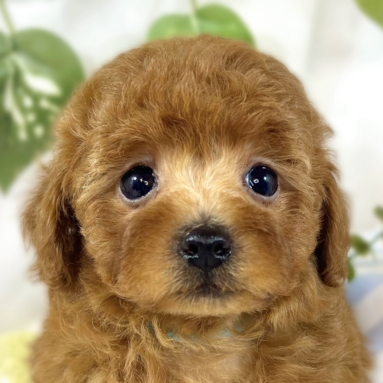 愛知県のトイプードル(トイ) (犬の家＆猫の里春日井本店/2026年1月10日生まれ/女の子/レッドフォーン)の子犬