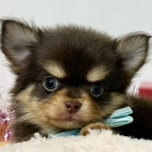 愛知県のチワワ(ロング) (犬の家＆猫の里一宮店/2026年1月1日生まれ/男の子/チョコレートタン)の子犬