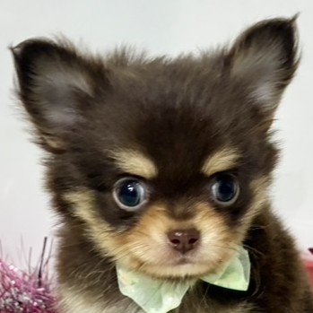 愛知県のチワワ(ロング) (犬の家＆猫の里春日井本店/2026年1月1日生まれ/男の子/チョコレートタン)の子犬