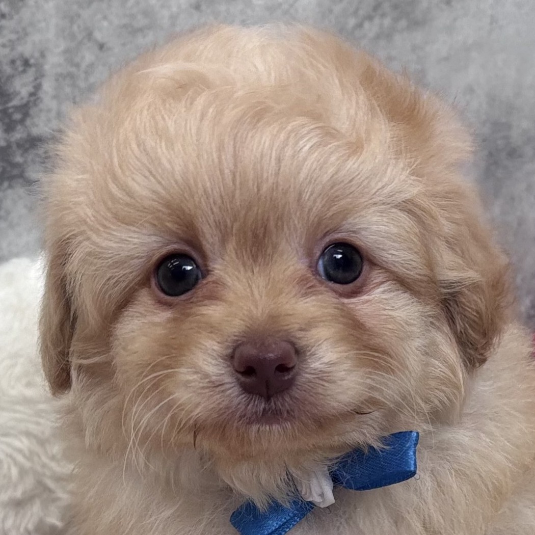 ハーフ犬男の子の写真