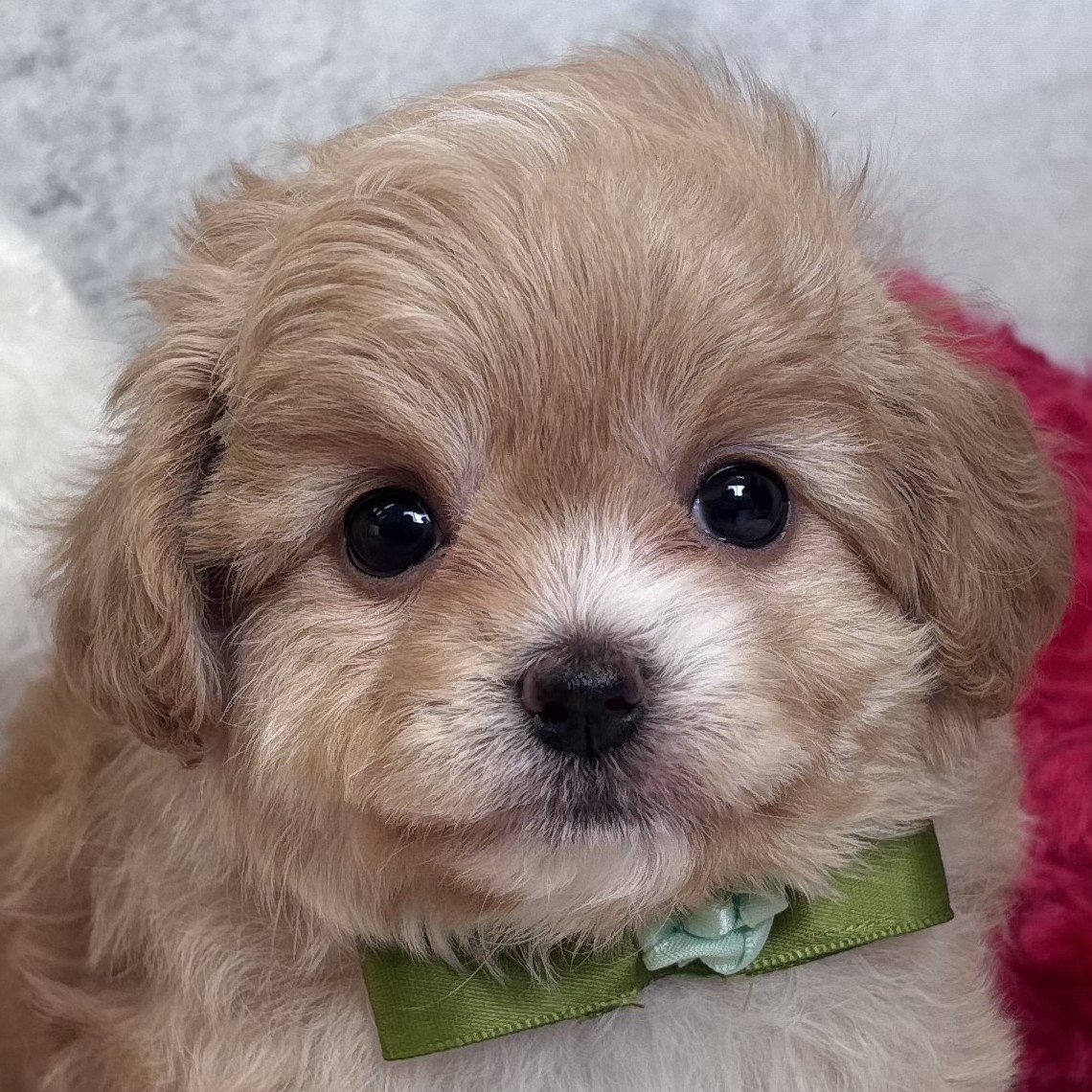 ハーフ犬女の子の写真