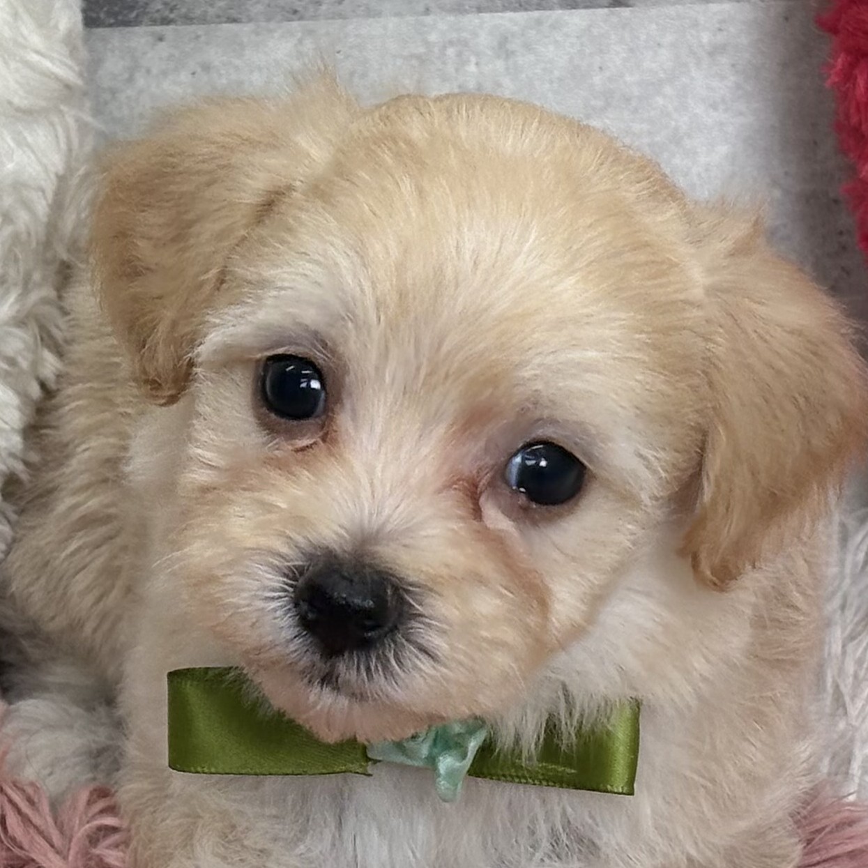 愛知県のマルプー(マルチーズ×プードル) (犬の家＆猫の里七宝店/2026年1月9日生まれ/女の子/クリーム)の子犬