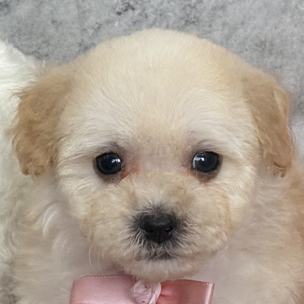 兵庫県のマルプー(マルチーズ×プードル) (犬の家＆猫の里川西店/2026年1月9日生まれ/男の子/クリーム)の子犬