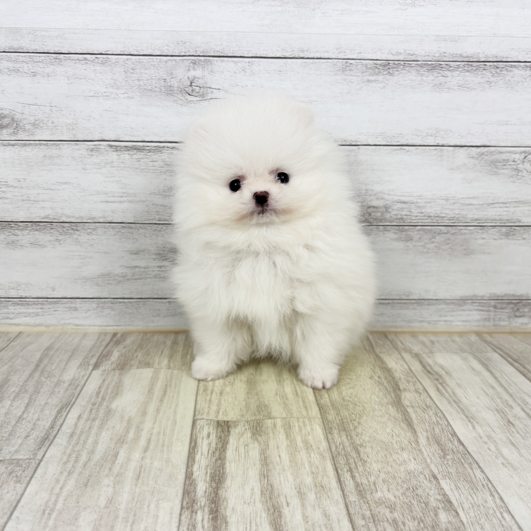 兵庫県のポメラニアン (犬の家＆猫の里川西店/2026年1月10日生まれ/女の子/ホワイト)の子犬