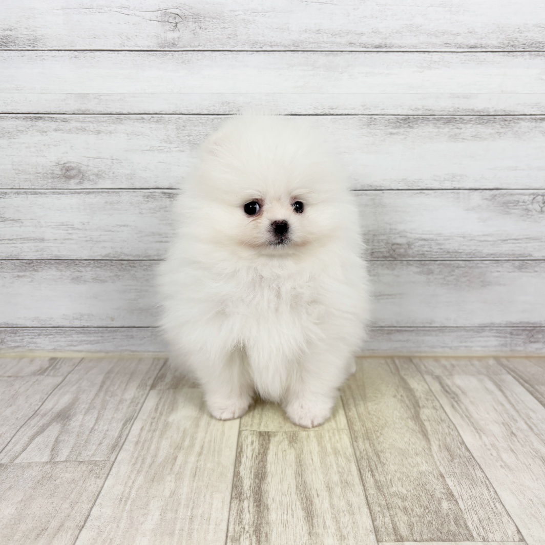 兵庫県のポメラニアン (犬の家＆猫の里川西店/2026年1月10日生まれ/男の子/ホワイト)の子犬