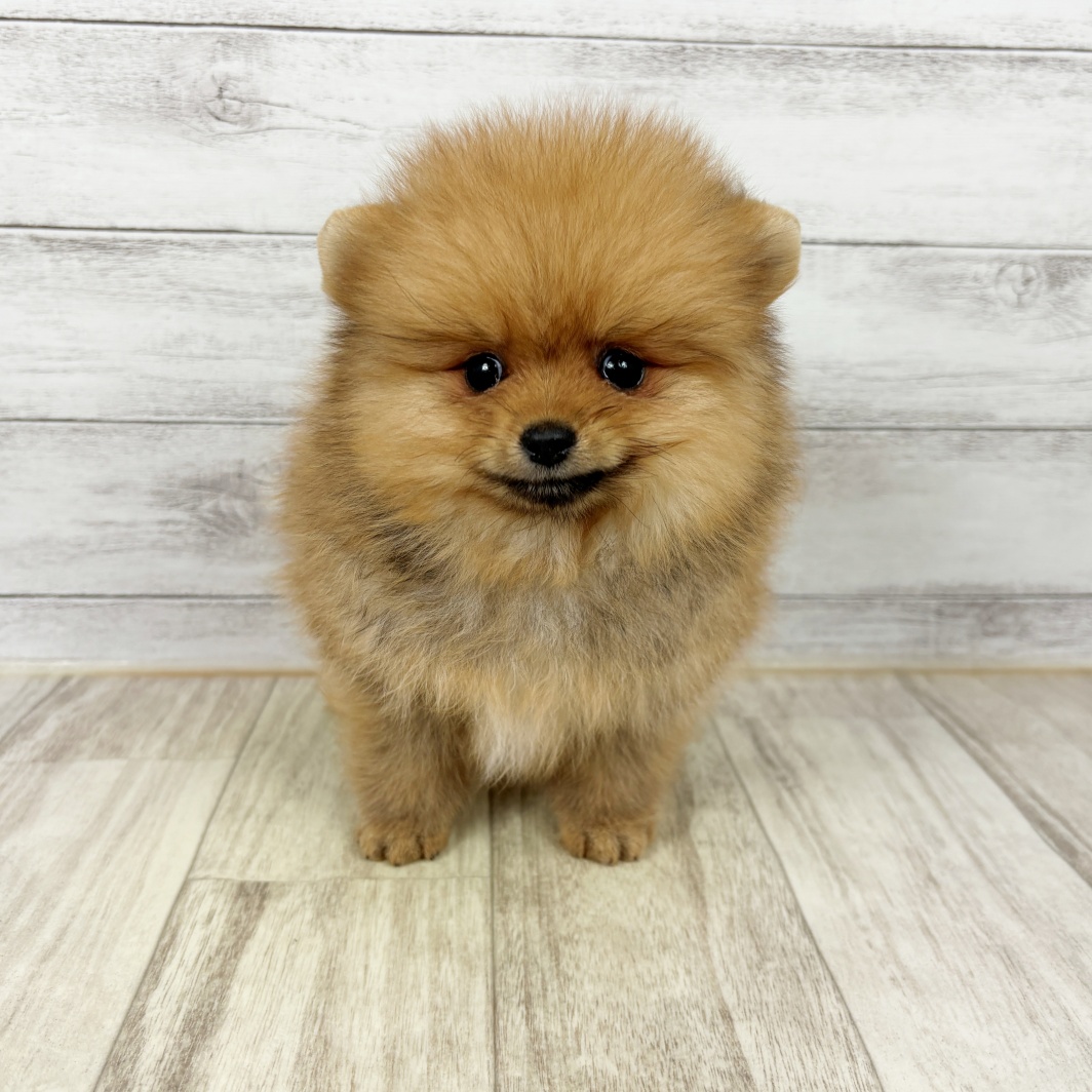 兵庫県のポメラニアン (犬の家＆猫の里カナート西神戸店/2026年1月10日生まれ/女の子/オレンジ)の子犬の2枚目の画像