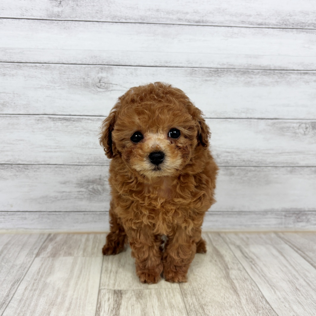 兵庫県のトイプードル(トイ) (犬の家＆猫の里川西店/2026年1月11日生まれ/女の子/レッドフォーン)の子犬