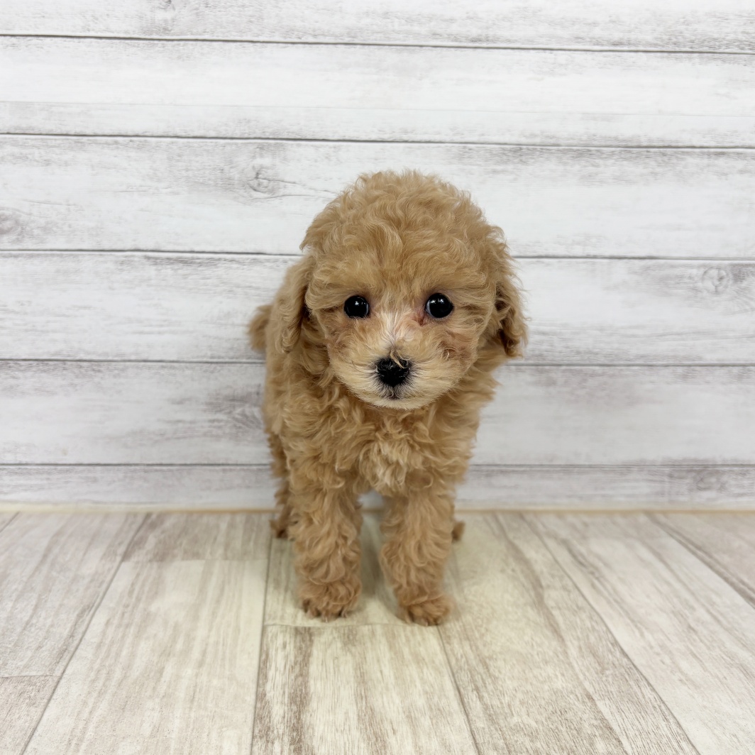 兵庫県のトイプードル(トイ) (犬の家＆猫の里川西店/2026年1月11日生まれ/女の子/ペールフォーン)の子犬