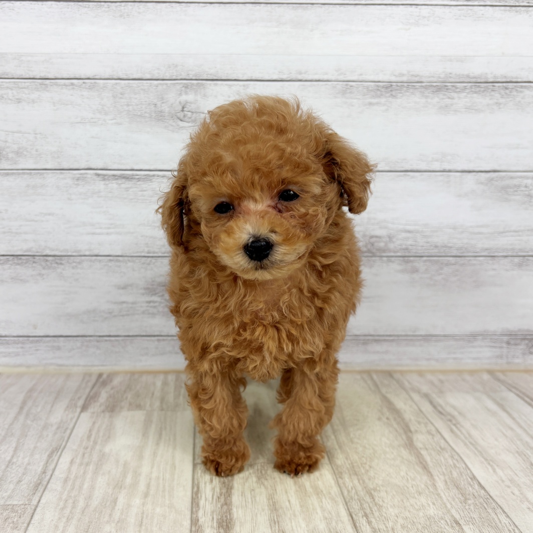 兵庫県のトイプードル(トイ) (犬の家＆猫の里川西店/2026年1月11日生まれ/男の子/レッドフォーン)の子犬