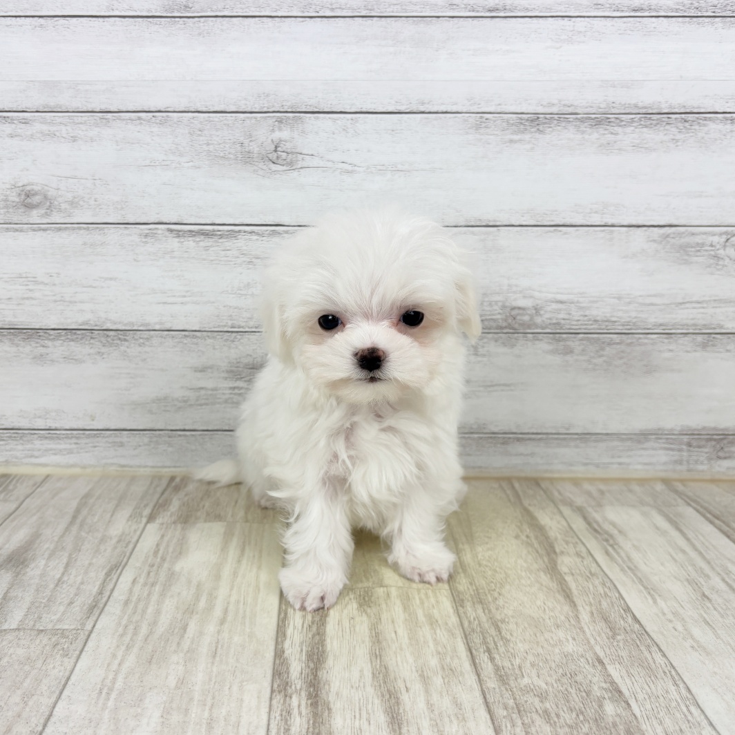 兵庫県のマルチーズ (犬の家＆猫の里川西店/2026年1月8日生まれ/男の子/ホワイト)の子犬