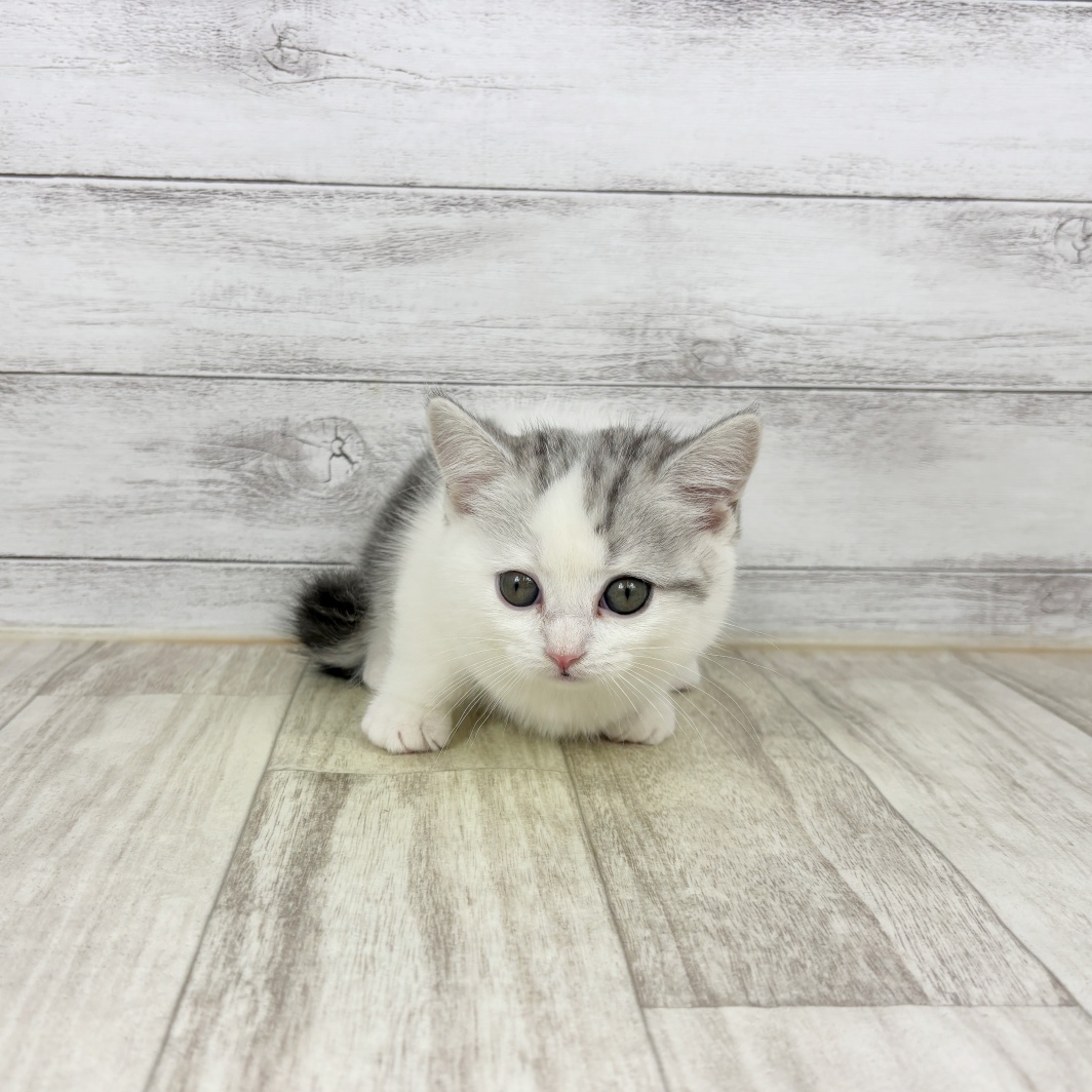 兵庫県のマンチカン (犬の家＆猫の里川西店/2026年1月7日生まれ/女の子/シルバータビーホワイト)の子猫