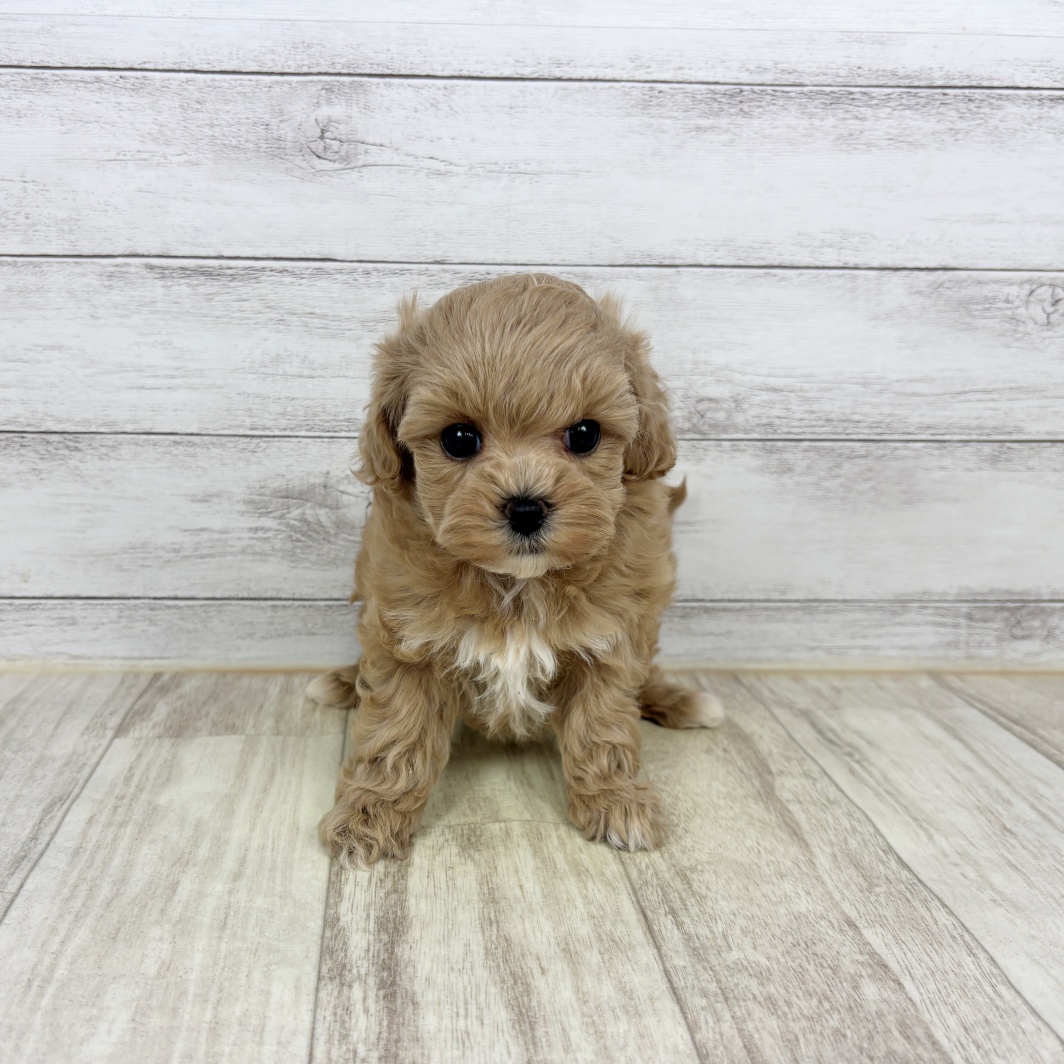 兵庫県のマルプー(マルチーズ×プードル) (犬の家＆猫の里尼崎店/2026年1月10日生まれ/女の子/アプリコット)の子犬