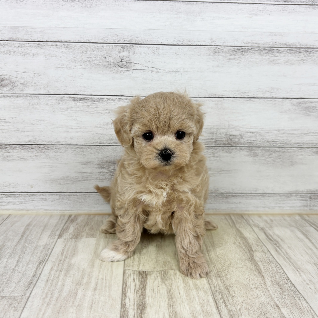 2026年1月10日生まれのマルプー(マルチーズ×プードル)